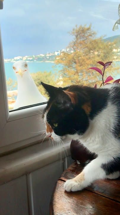 Seagull Shows Off Her Baby Chick To Cat Bff