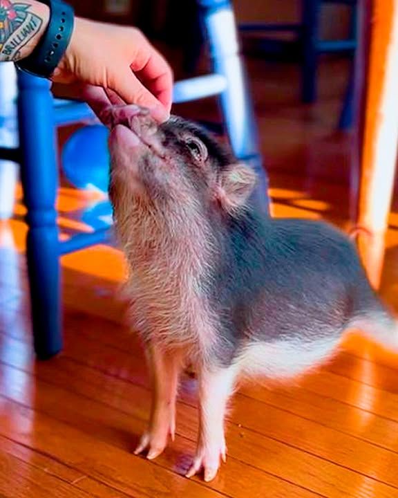 Tiny Pig Follows Woman Inside House