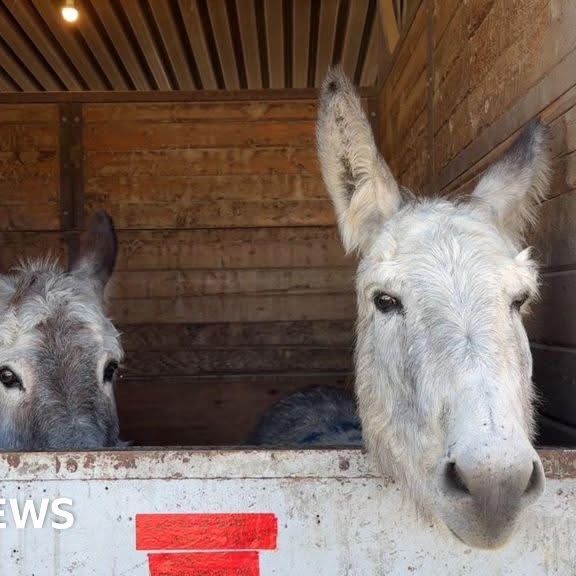 La Fires: Equestrian Center Shelters Hundreds Of Animals