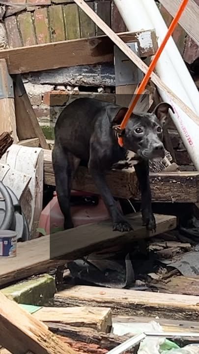 Stray Puppy Rescued From Abandoned Building