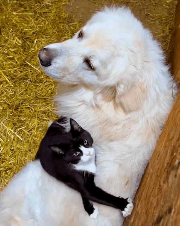 Guard Dog Turns Softie For This Cat!