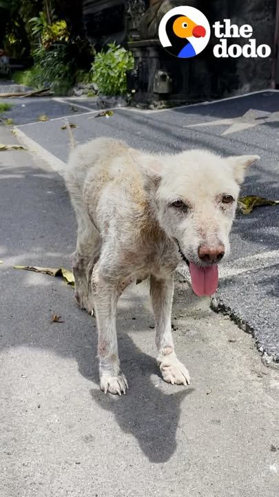 Senior Street Dog Lives The Dream Life Now