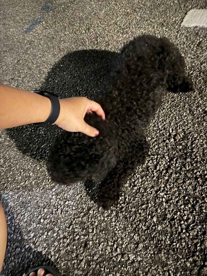 Update Owner Found. Poodle Found. Found A Black Po..