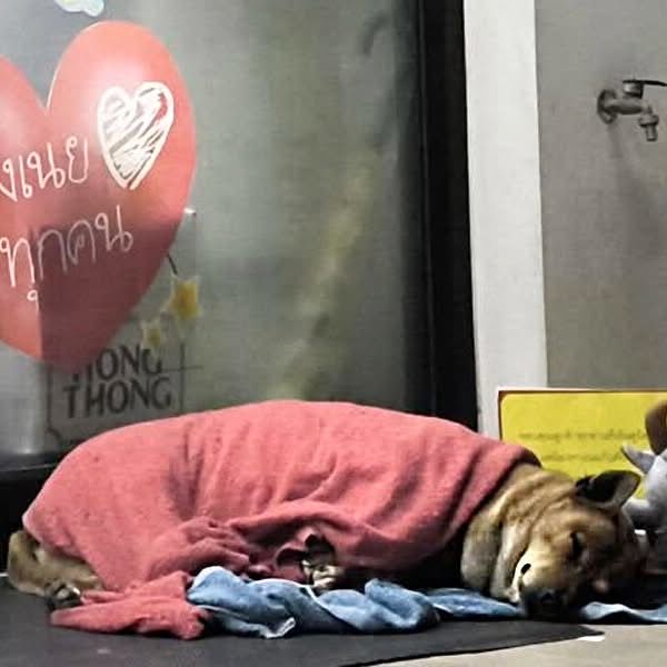 Dog Waited Months Outside 7-Eleven For Her Owner â€” Then A New Hope Arrived