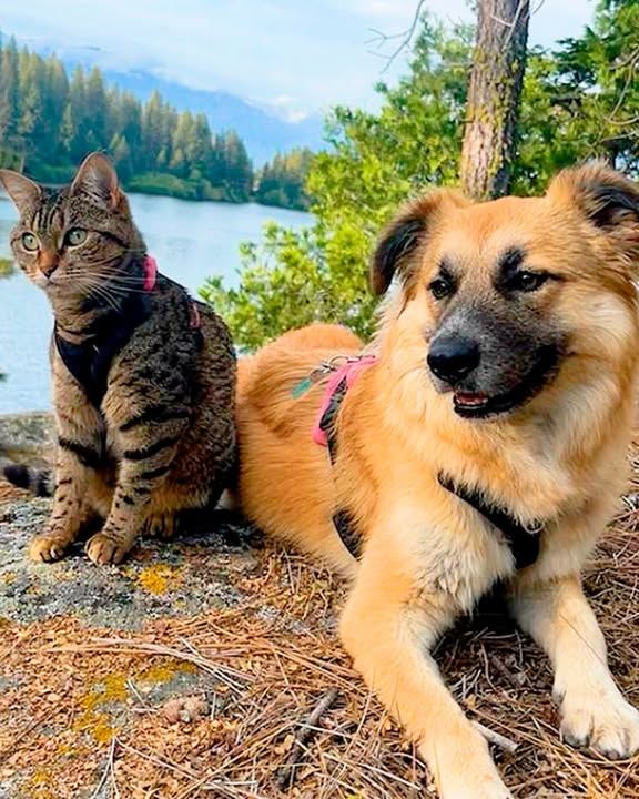 Shy Cat Crosses The River For The First Time