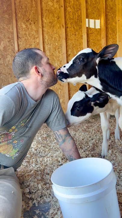 Twin Baby Cows Get So Excited When They See Their Mom After A Year Apart