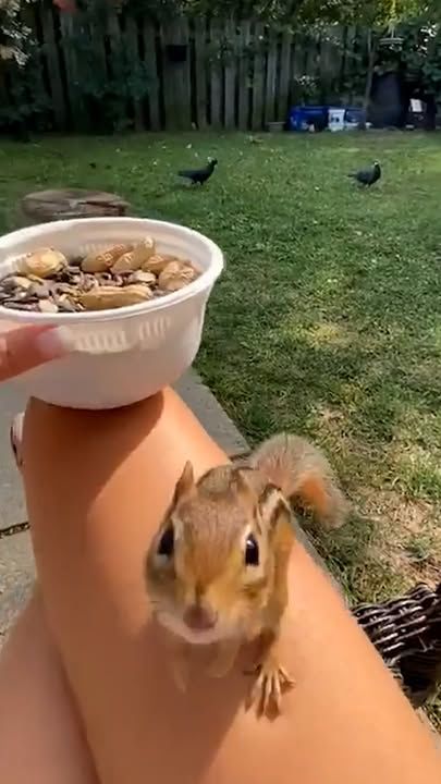 Chipmunk Plays Freeze Game With His Human Bff