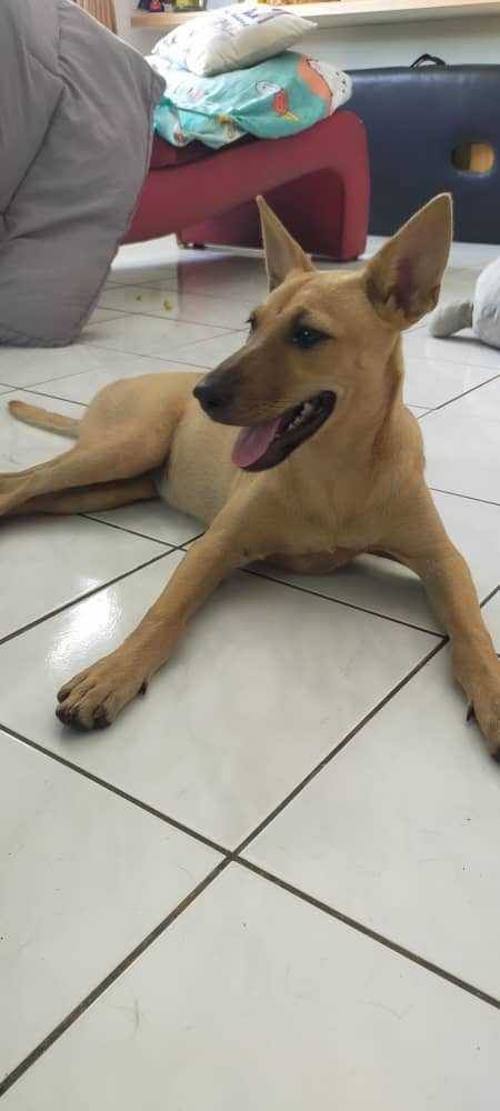 Location Klang. Name Lucky Star. Gender Female. Ag..