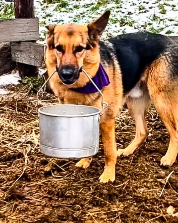 German Shepherd Helps With All The Farm Chores!