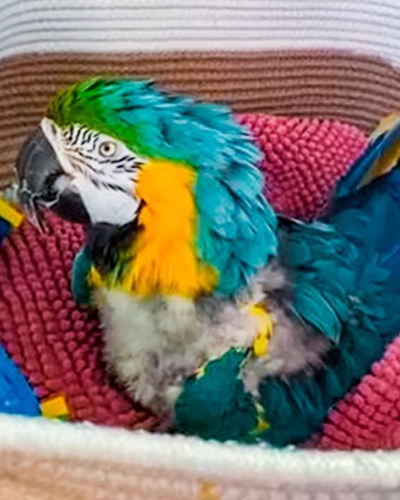 Parrot Finds Happiness After Years Of Neglect