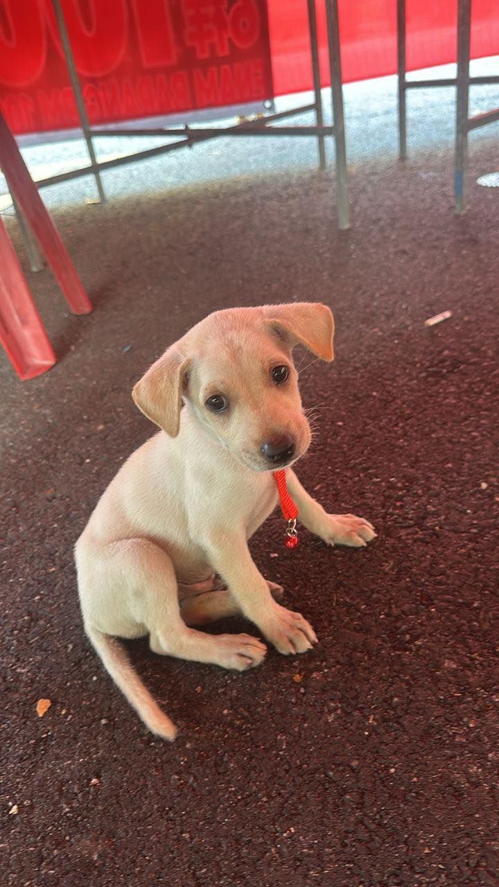 Puppy Rescued From A Drain Last Week. Looking For ..