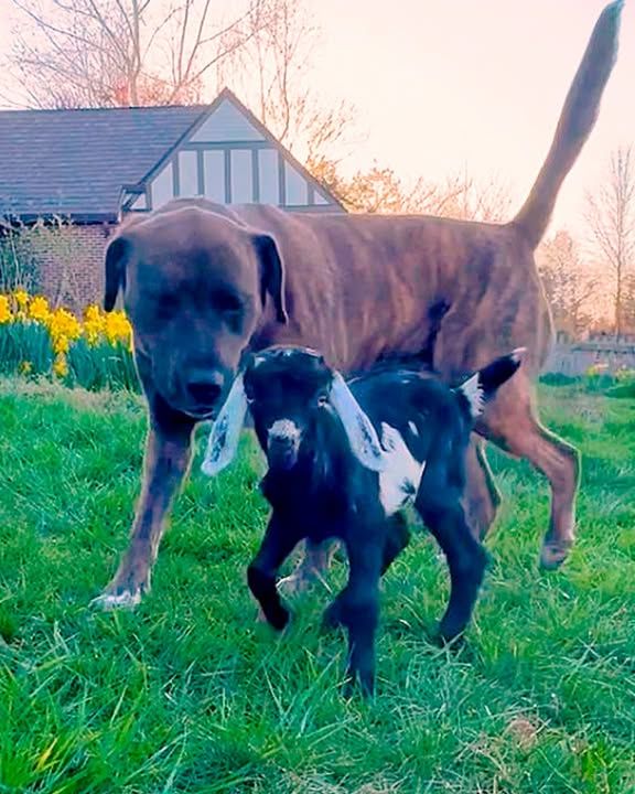 Huge Dog Meets A Weak Baby Goat