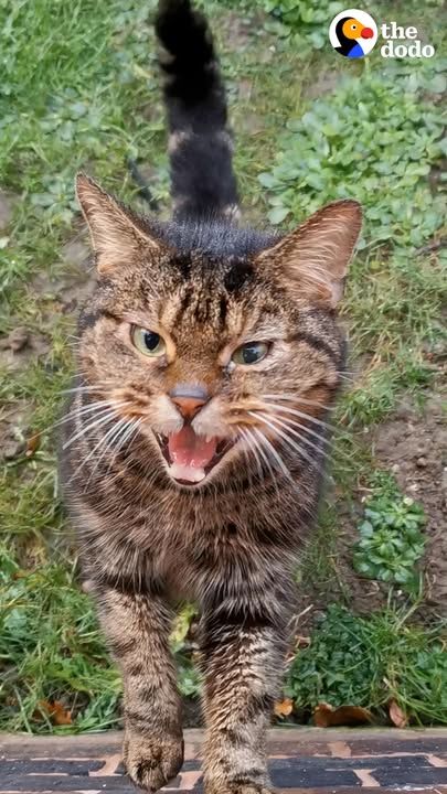 Stray Cat Shows Up At House And Chooses His New Mom