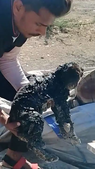 Three Puppies Covered In Tar Get Rescued