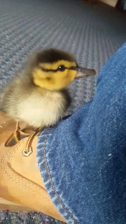 Guy Who Rescued A Duckling From His Pool Still Gets Visits From Him