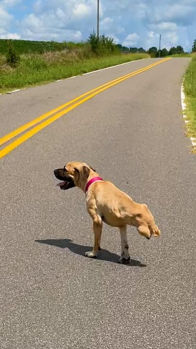 Dog With Two Legs Can’t Stop Smiling When She Runs