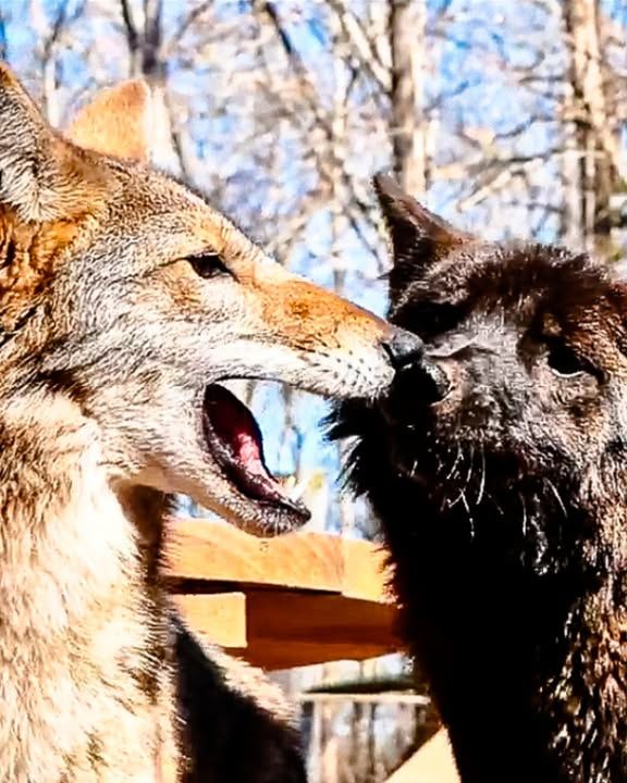 People Spot Wild Coyote Playing With Their Dogs