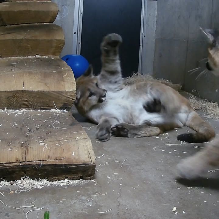 Orphaned Cougar Cubs Play When No One’s Watching