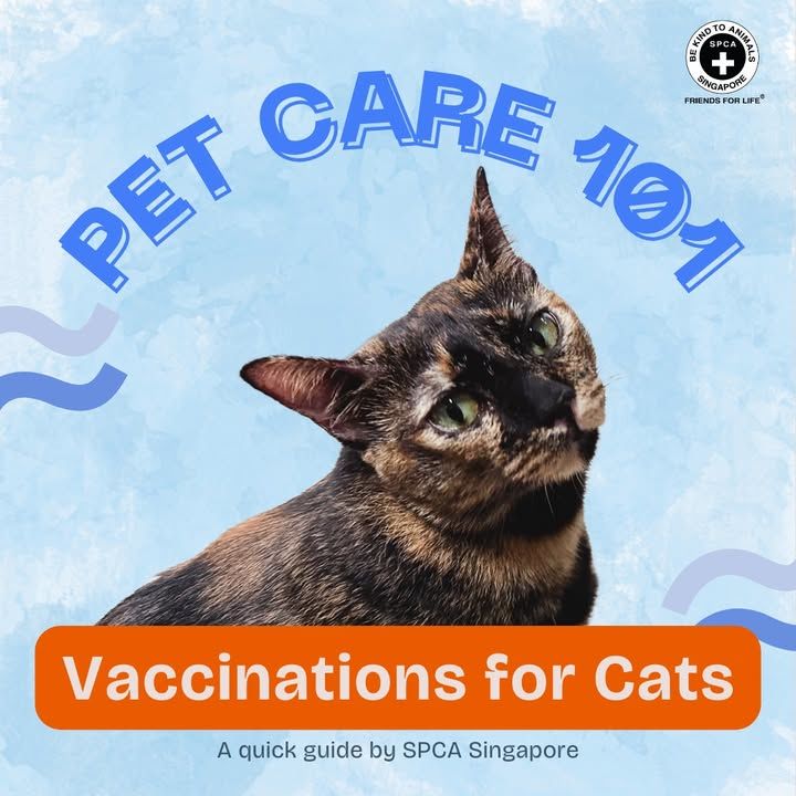 Pet 101 Vaccinations For Cats. Vaccinations Are A ..