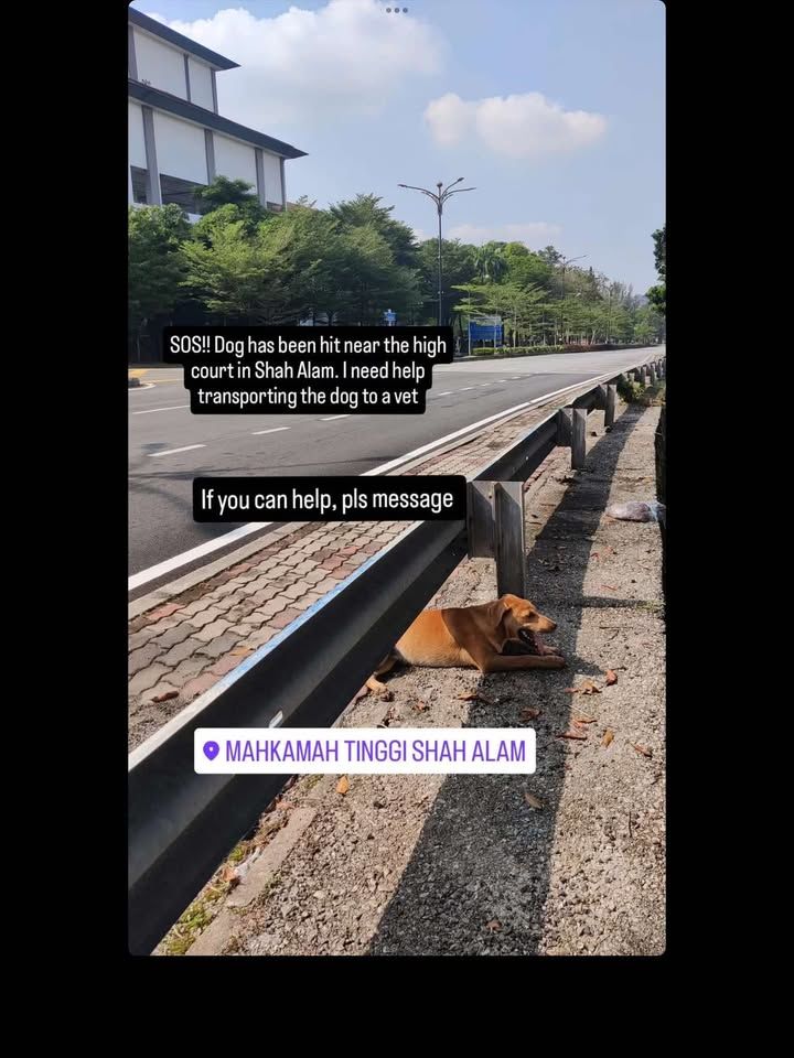 There Is A Dog Near The Shah Alam High Court That ..