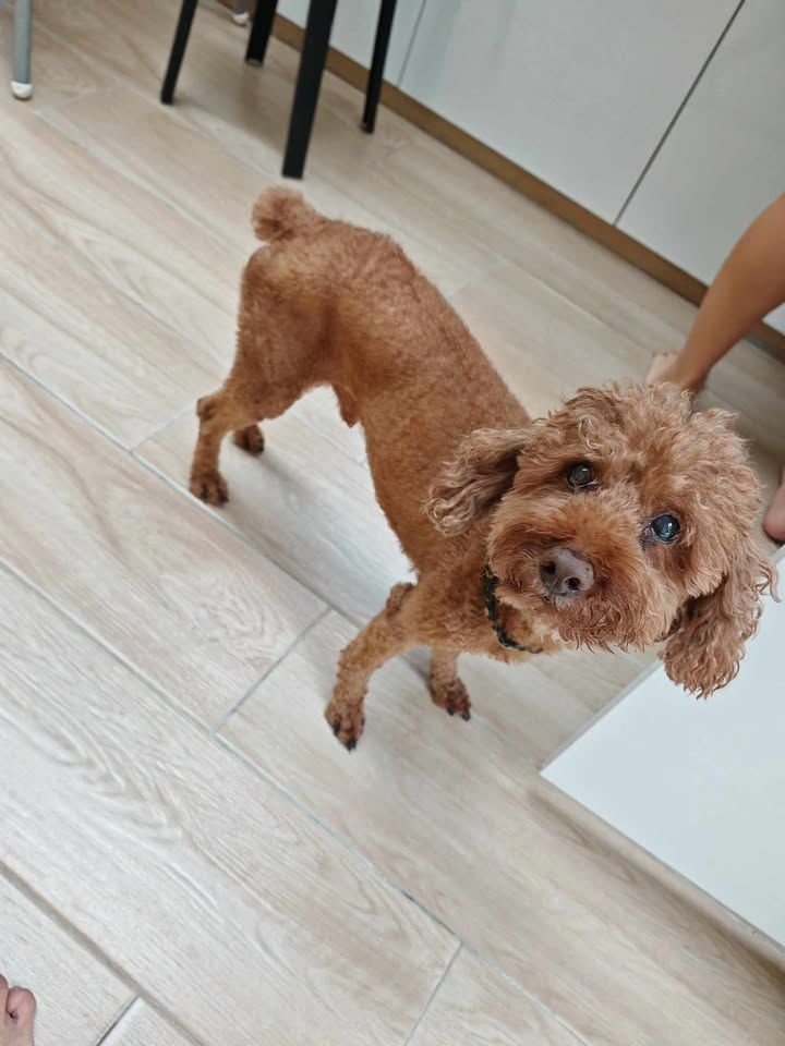 Poodle Looking For Home. Neutered. Breed Poodle. S..