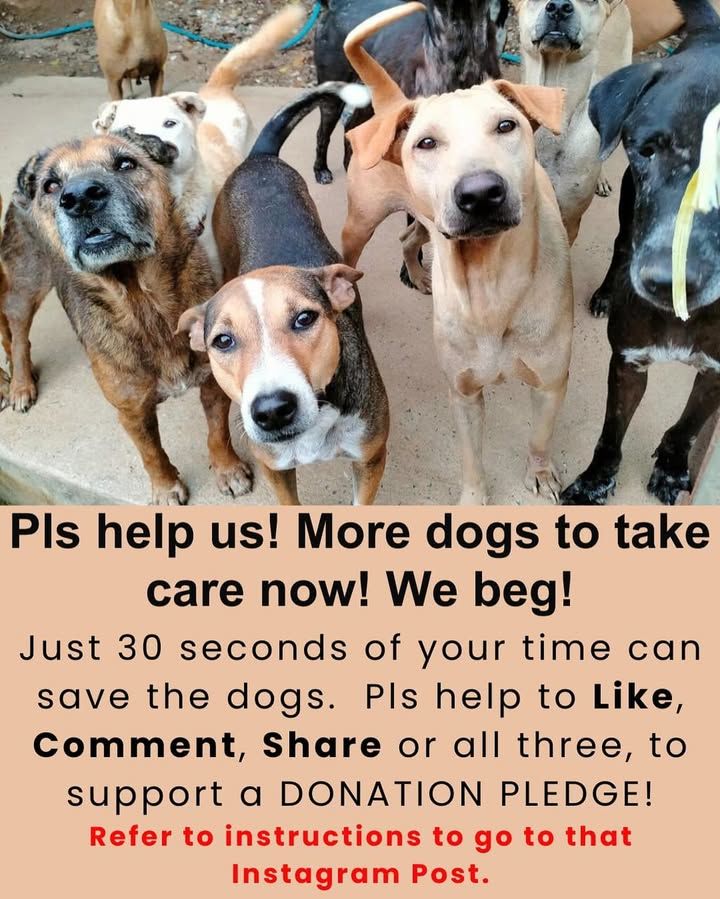 More Dogs, More Effort And More Fund Needed. We Ha..