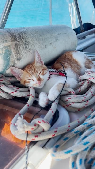 Couples Rescues A Cat In Greece And Brings Her To Live On Their Sailboat