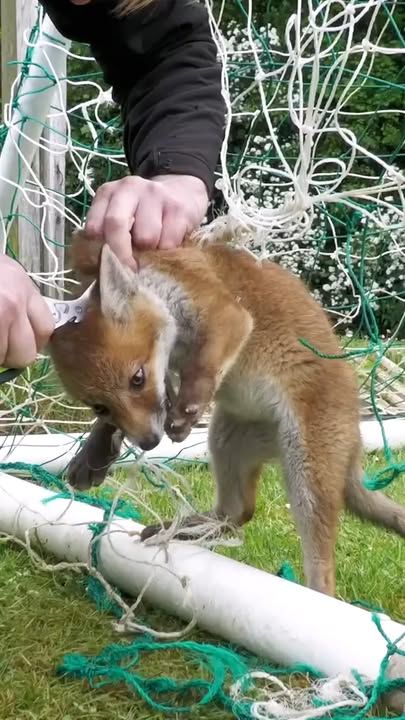 Baby Fox Stuck In Football Net Gets Rescued At Just The Right Time