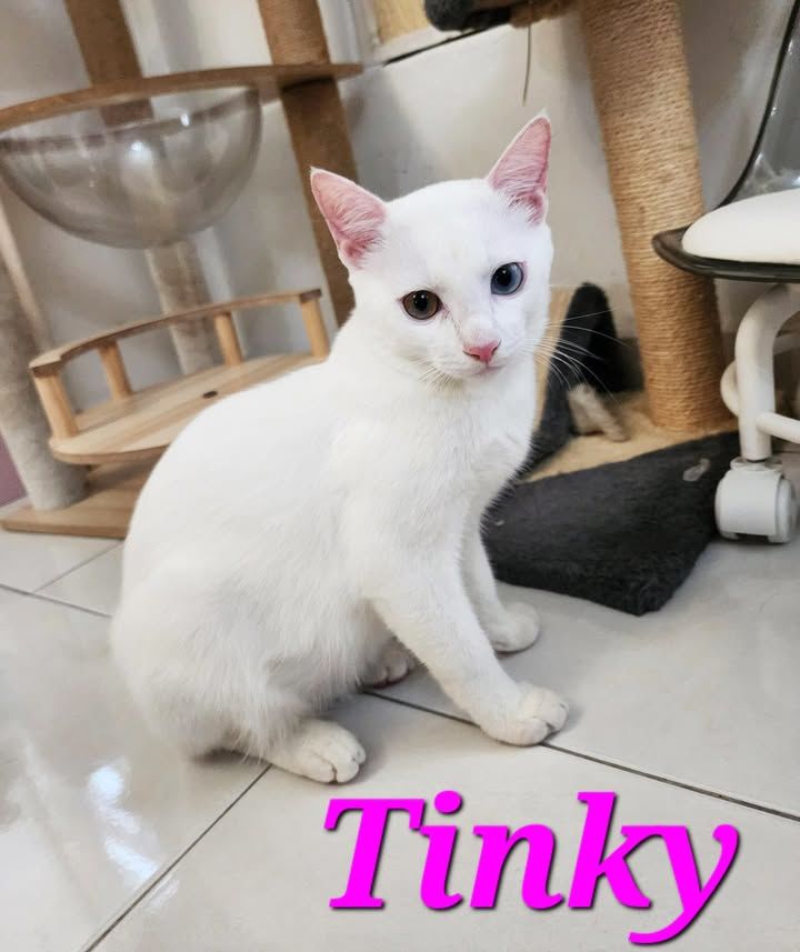 Tinky, The Food-Loving Fluffball With Mesmerizing ..