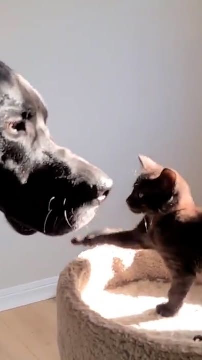 Great Dane Foster Kittens The Size Of His Paws