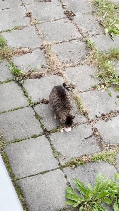 Cat Who Took Two Months To Come Inside Meets Dog Sister