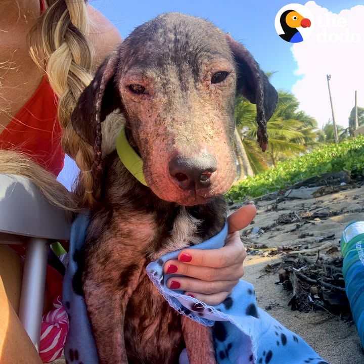 Hairless Puppy Found On Beach Is Gorgeous Now