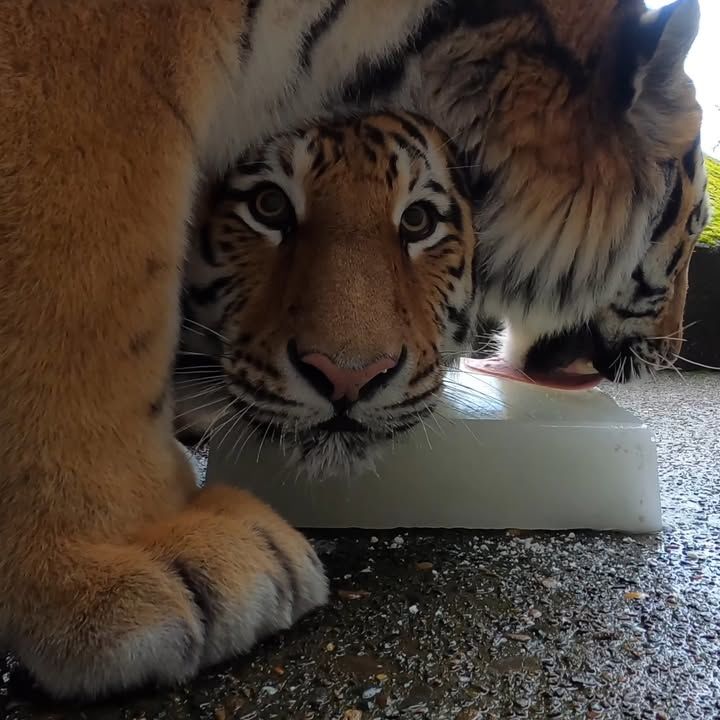 Top Moments Of Cuteness And Rascality At The Oregon Zoo