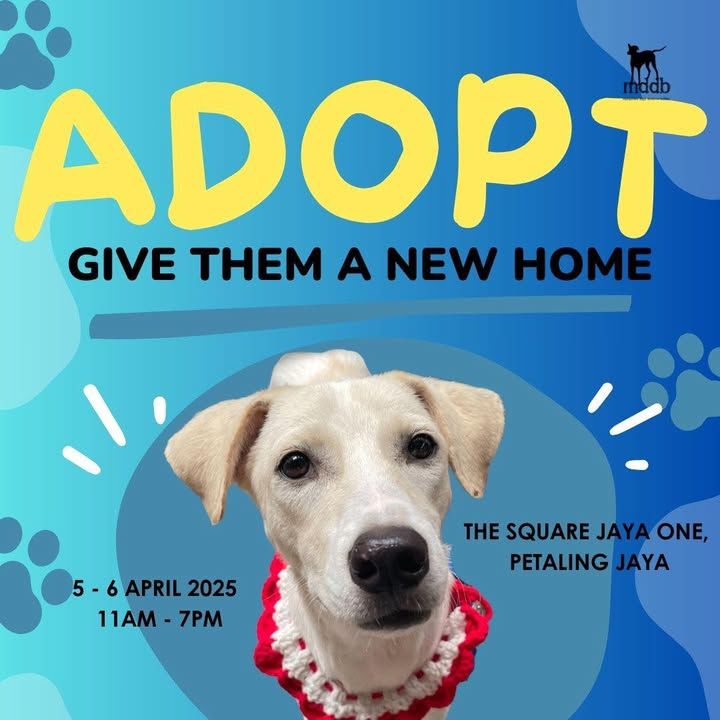 Mddb Adoption Fundraising Event Adopt Give Them A ..