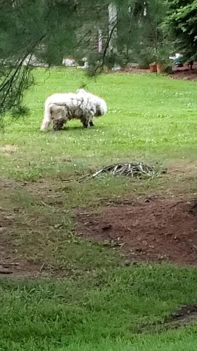 Matted Dog On The Run For Over Two Years Gets Rescued