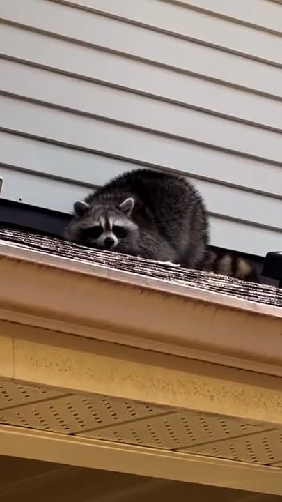 This Raccoon Is Hiding Something In Someone’s House