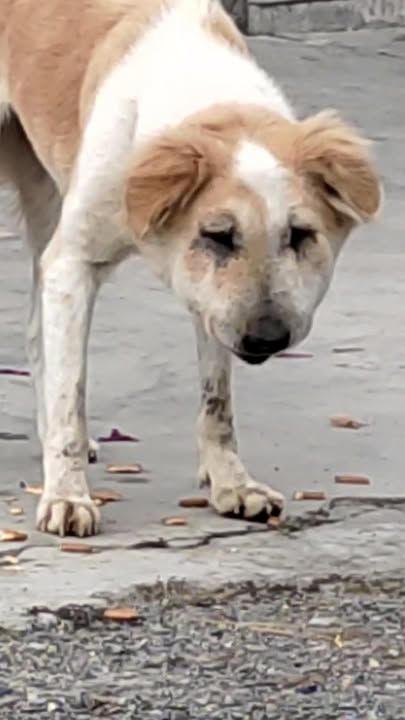 Dog With Swollen Face Looks Perfect Now