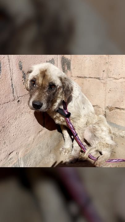 Senior Dog Who Slept Outside For Three Years Gets Rescue