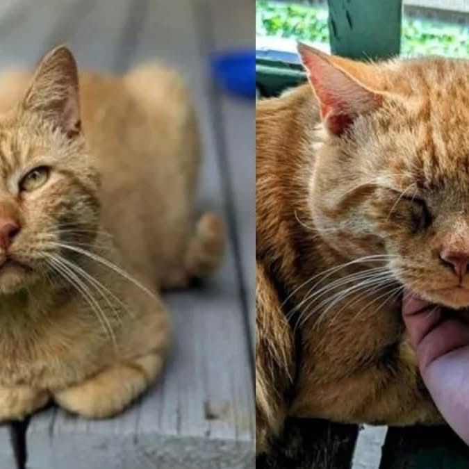 A Stray Cat Travels 5 Miles Back To The Man Who Saved It After Escaping Foster Care