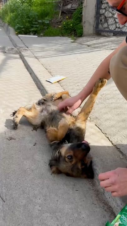 Puppy On The Side Of The Road Rolls Over Immediately For Rescuers