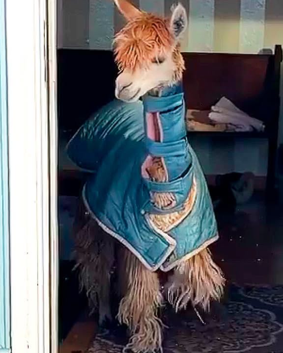 Baby Alpaca Knows When It’s Bedtime