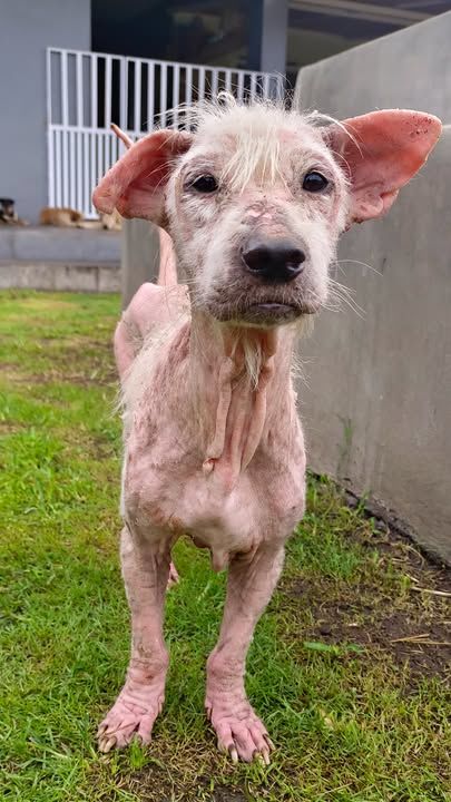 Hairless Street Dog Transforms Into Fluffiest Teddy Bear