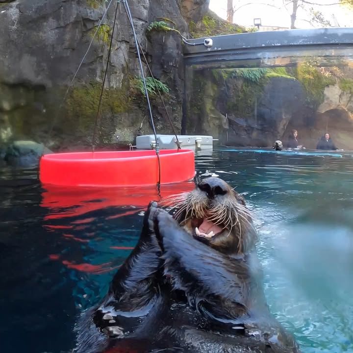 Cute Animals Munch On Crunchy Snacks