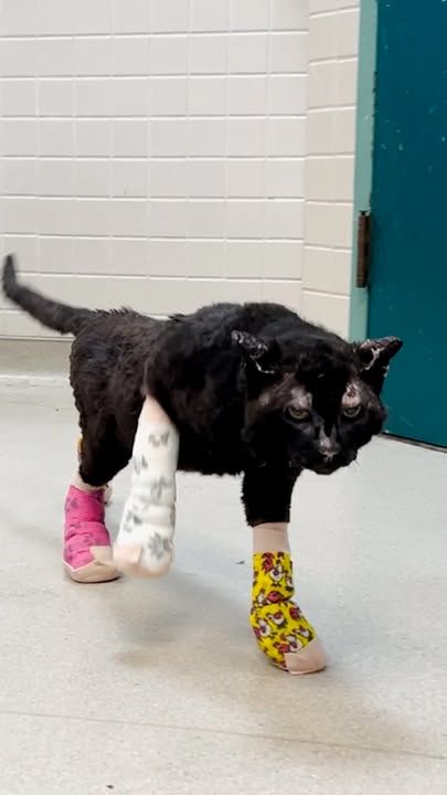 These Brave Kittens Survived The La Fires