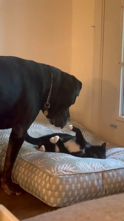 Kitten Is Emotional Support Animal To 120 Pound Mastiff