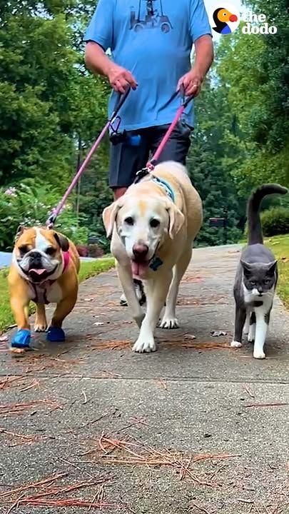 Cat Joins His Best Friend During His Daily Walk