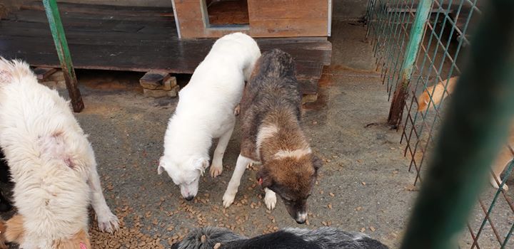 Dogs In Romania Receive Food. Recently, We Came To..