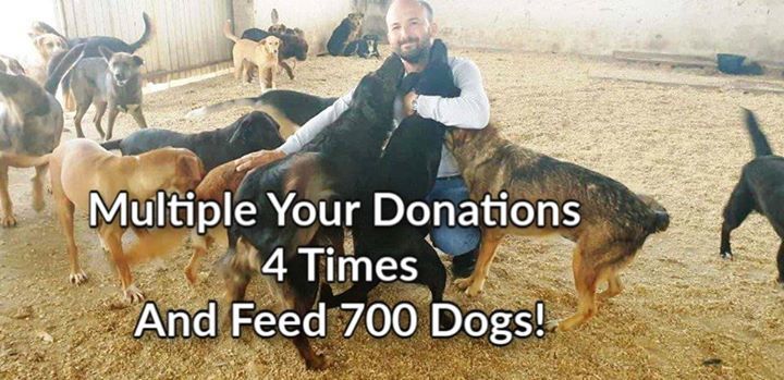 Quadruple Your Donations For Free. —Feed 700 Dog..