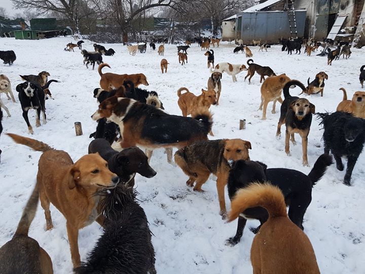 Which Dog Is Having The Most Fun?. Snow Spells Hap..