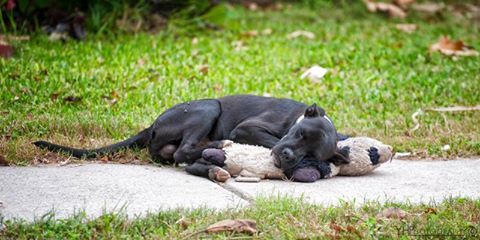 Do You Have A Dog Toy To Donate?. When I First Saw..